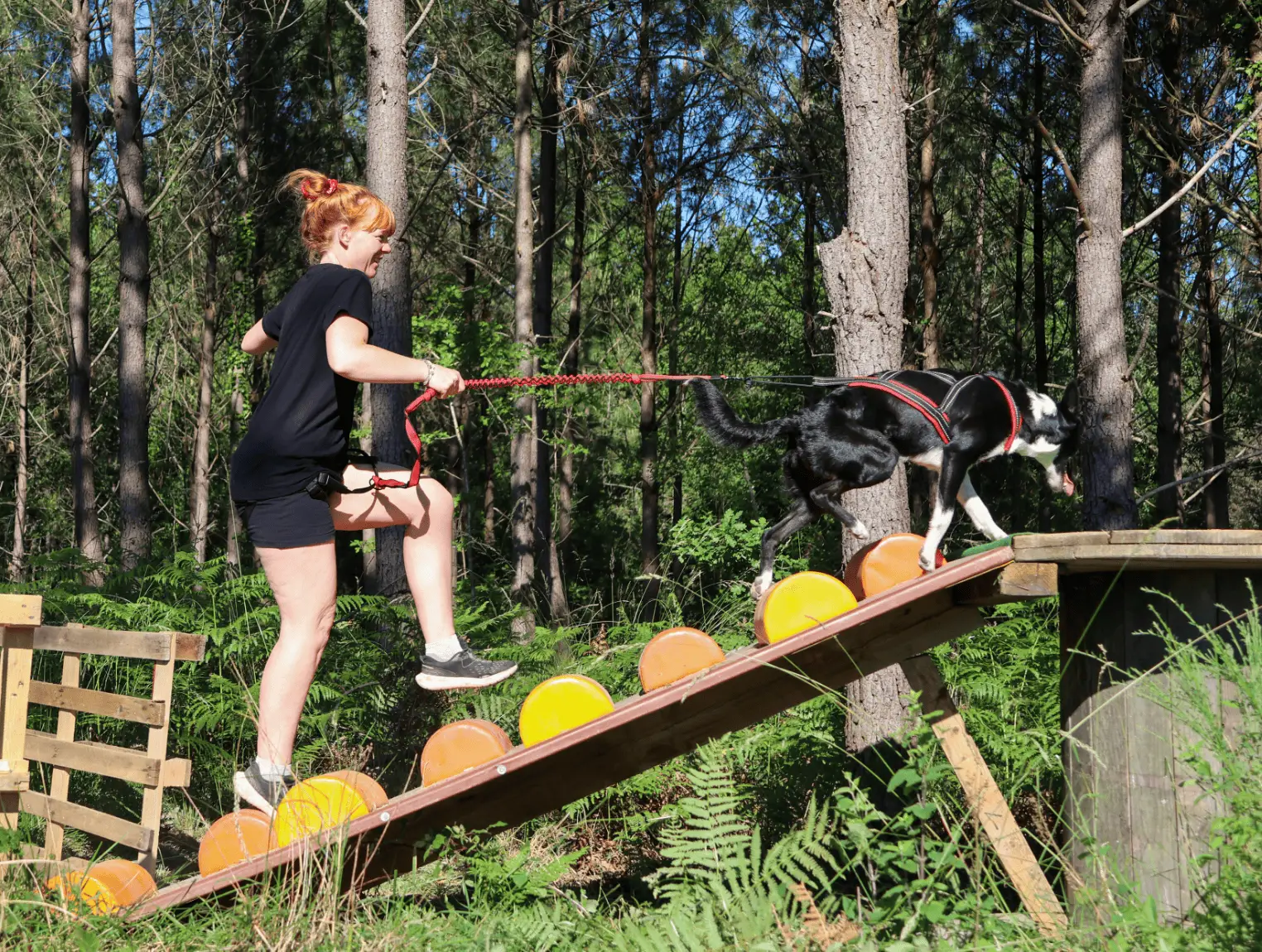 cani-ninja-course-obstacle-chien