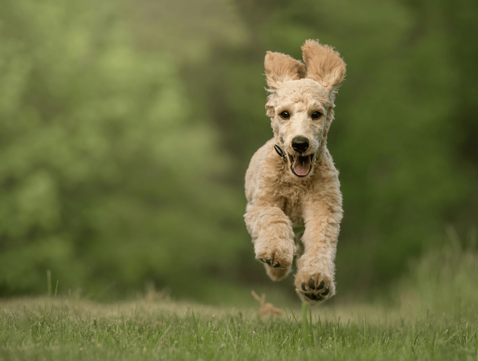 caniche-canicross