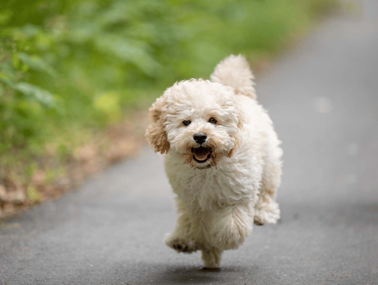 caniche-court