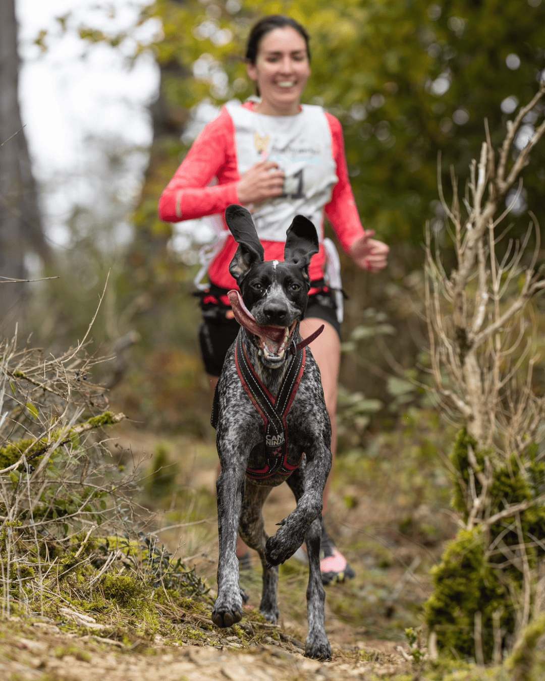 canicross-chien-course