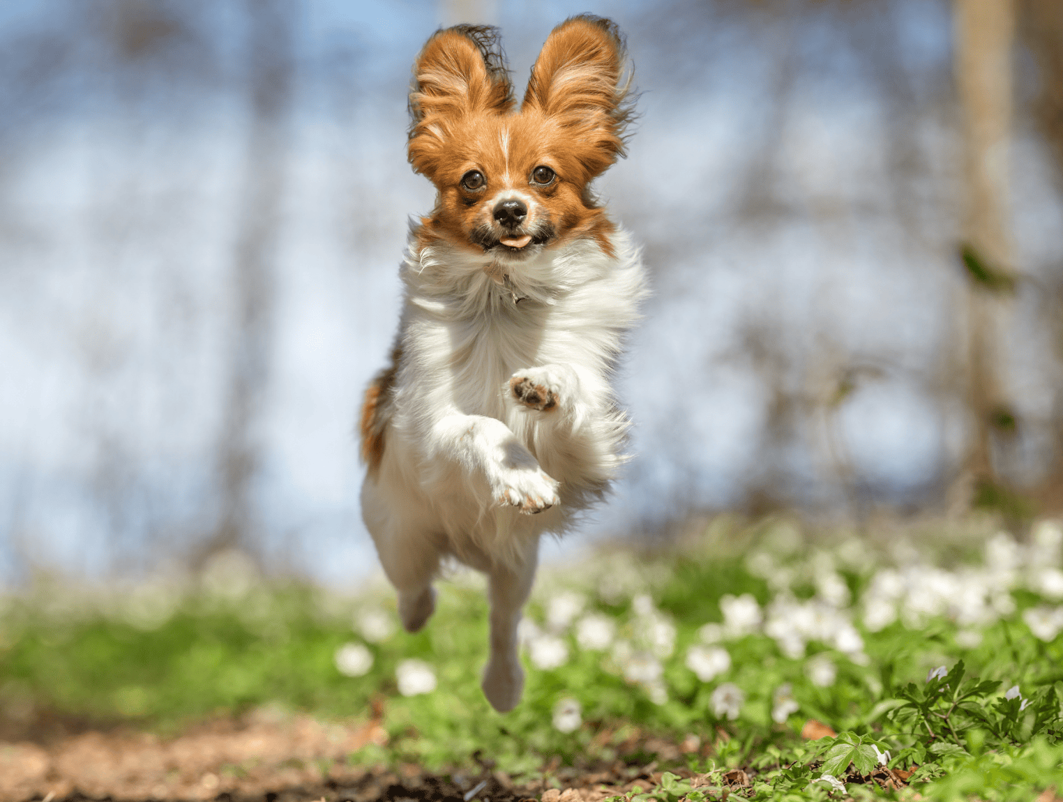 canicross-chien-court (1)