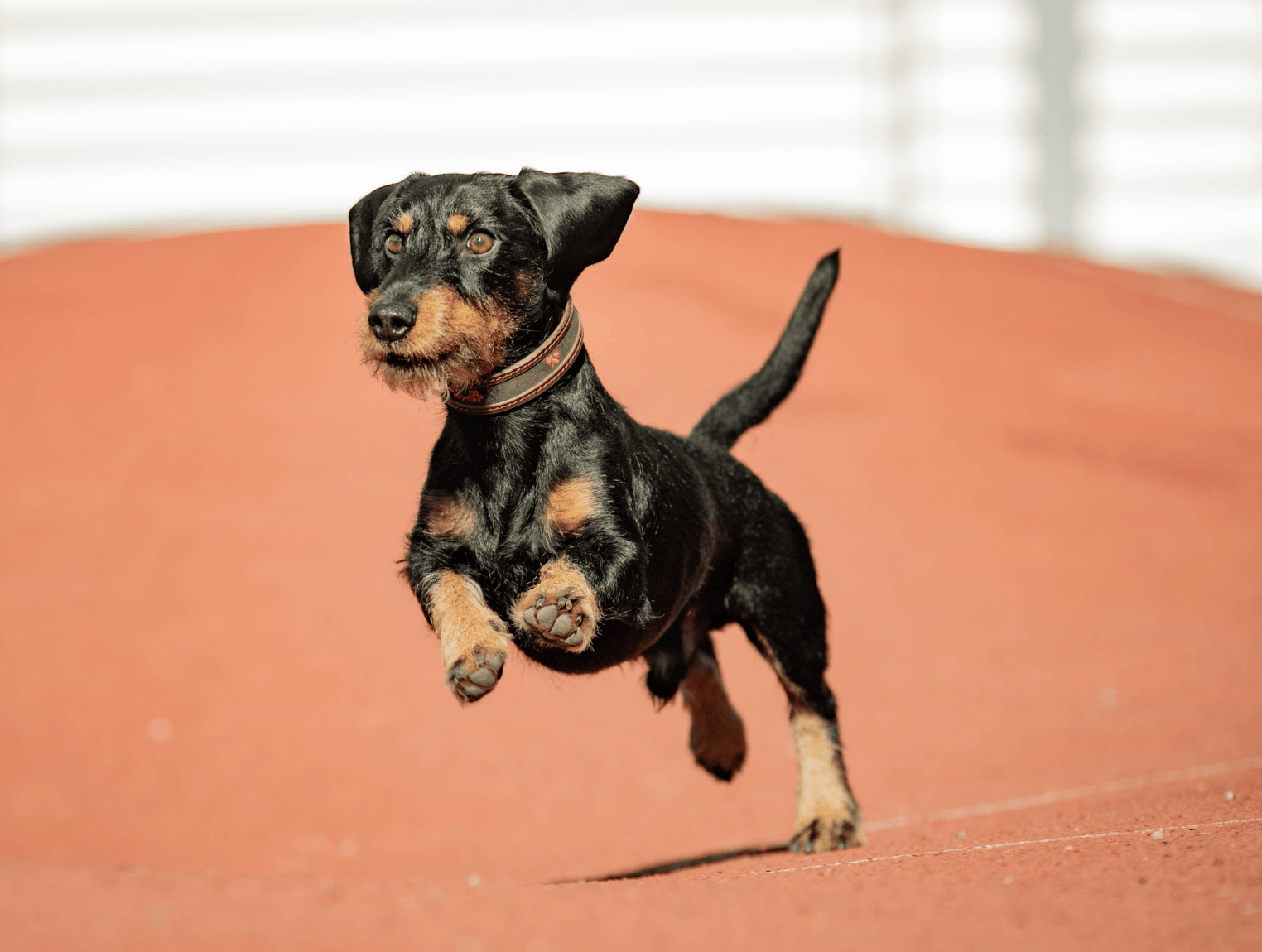canicross-chien-court (2)