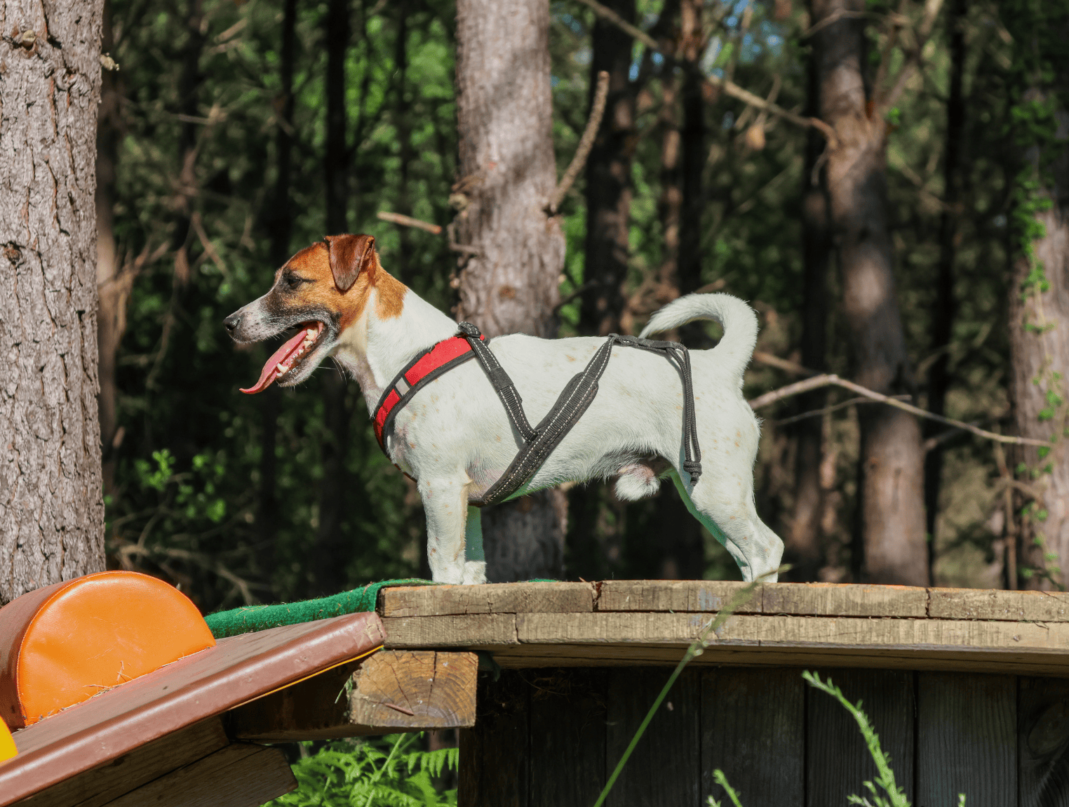 canicross-petit-chien