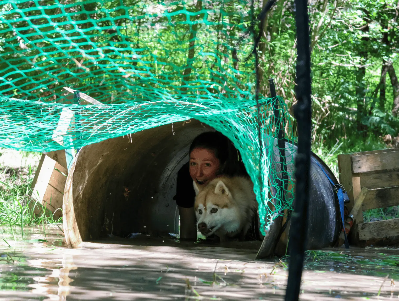 course-obstacle-avec-chien-cani-ninja