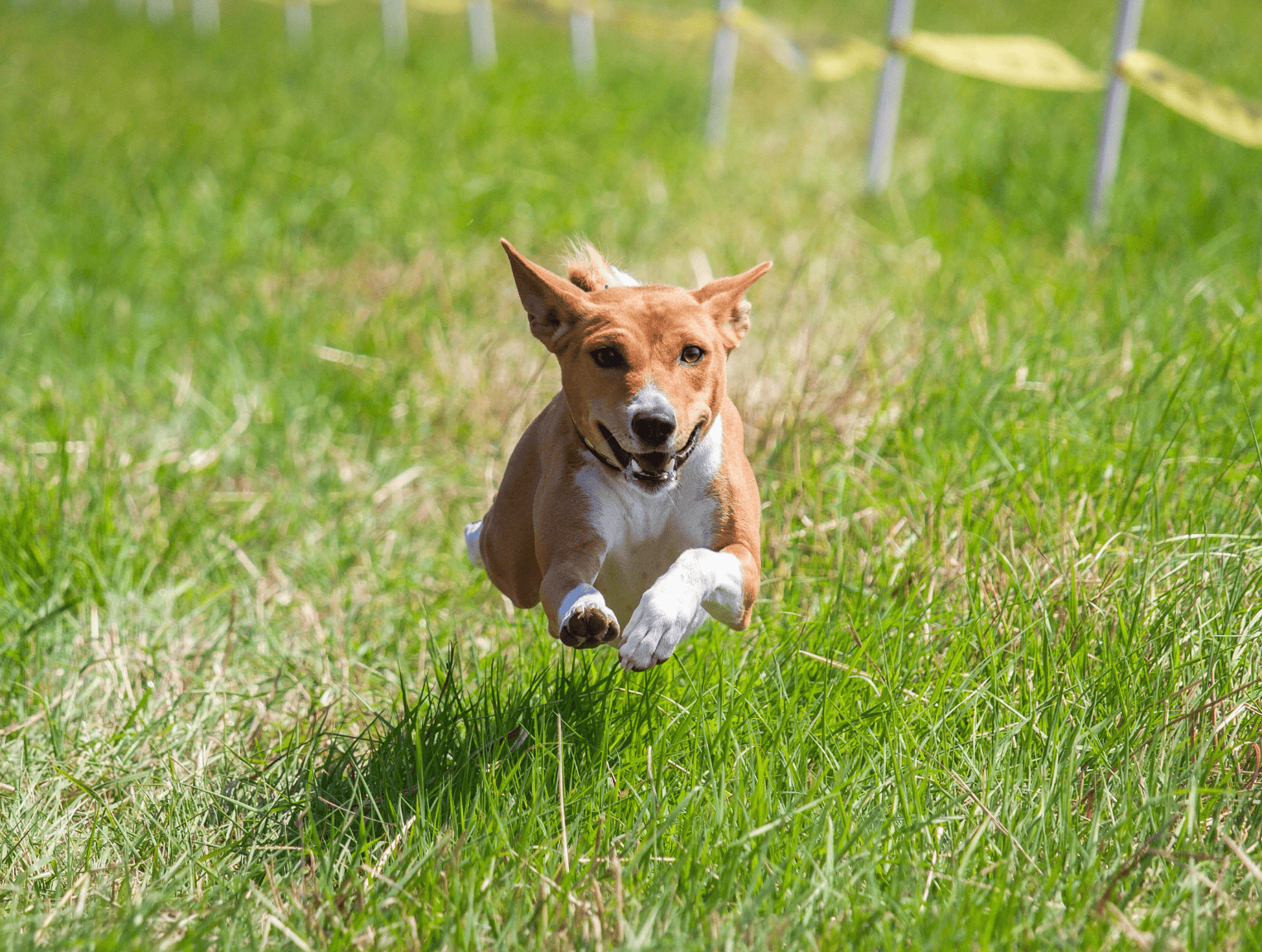 terrier-canicross